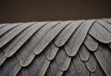 Les papillons de nuit peuvent sentir avec leurs ailes, révèle une étude allemande Gros plan sur le bord d'une aile de papillon de nuit révélant sa texture sensorielle