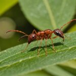 Fourmi électrique : la France veut une riposte européenne Fourmi et frelon asiatique dans un jardin méditerranéen, illustration des espèces invasives