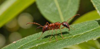 Fourmi électrique : la France veut une riposte européenne Fourmi et frelon asiatique dans un jardin méditerranéen, illustration des espèces invasives