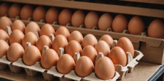 Prix des œufs : pourquoi cet aliment bon marché coûte de plus en plus cher Boîte d'œufs frais sur une étagère de supermarché français